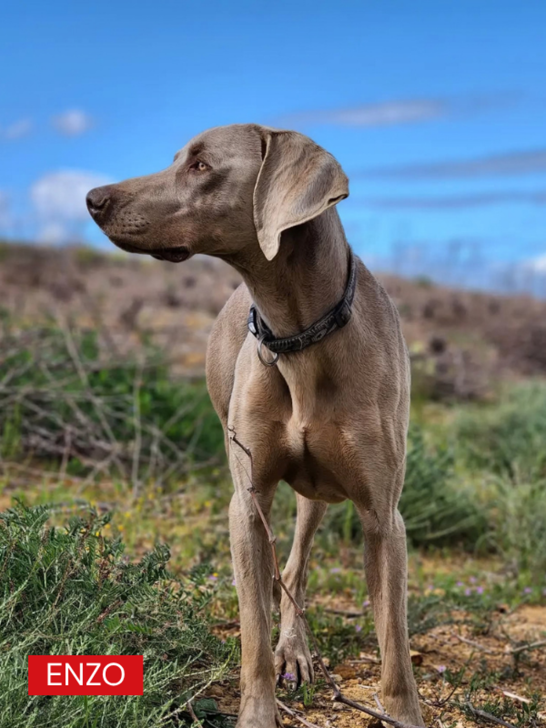 Enzo