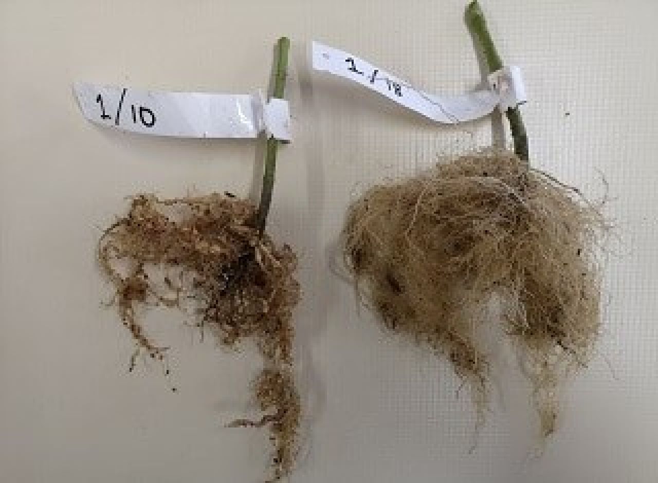Hot water treatment Photo 2