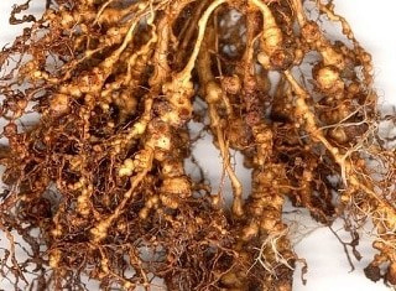 Hot water treatment Photo 3