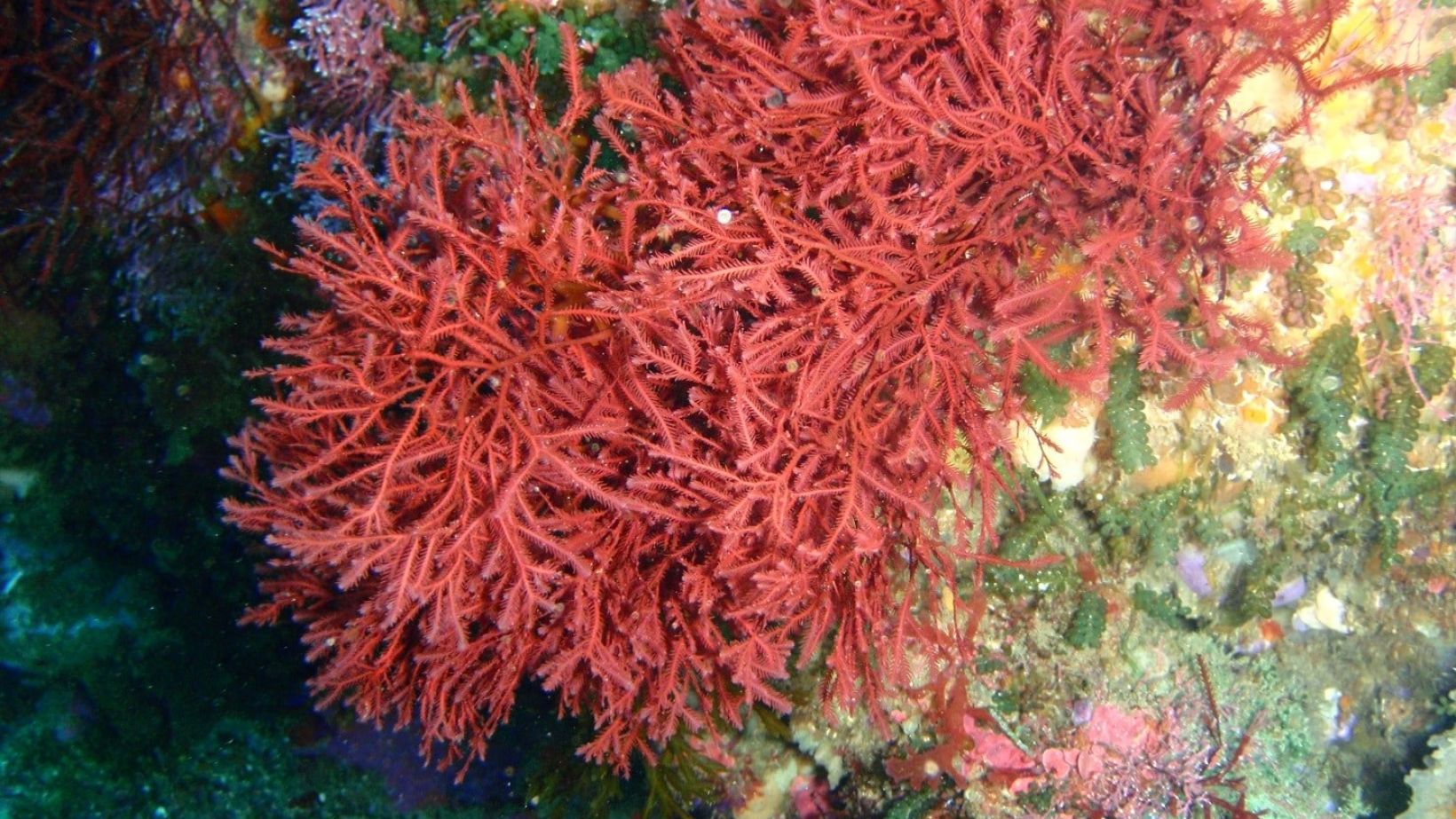 Carrageenan