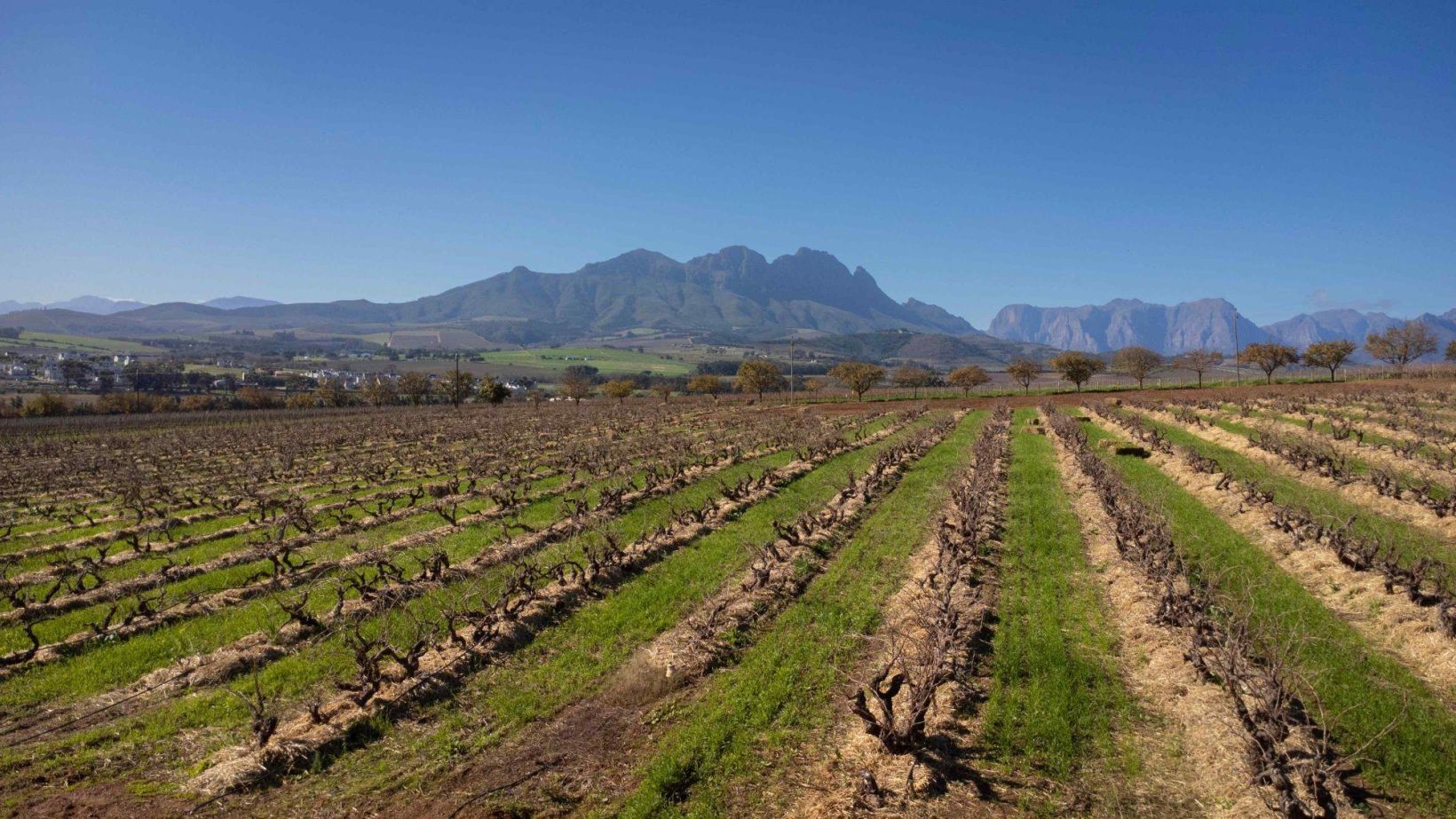 Chenin Blanc planted at Du Bois Boerdery in 1966 Stellenbosch Danie Nel