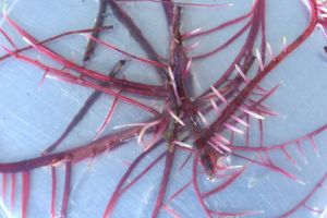 Hairy roots Featured image