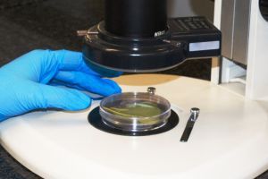 Safeguarding agricultural biosecurity through insect diagnostics
