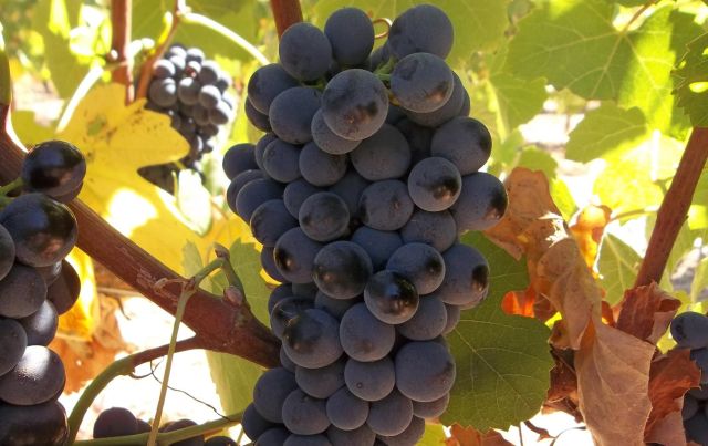 Drought tolerance of different scion cultivars Part 4