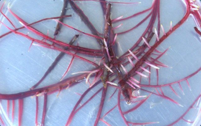 Hairy roots Featured image