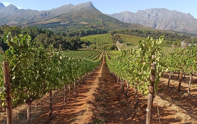 How vine water stress shapes grape wine quality
