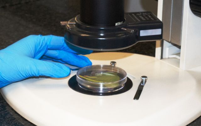 Safeguarding agricultural biosecurity through insect diagnostics