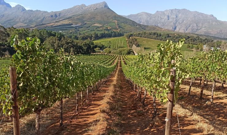 How vine water stress shapes grape wine quality
