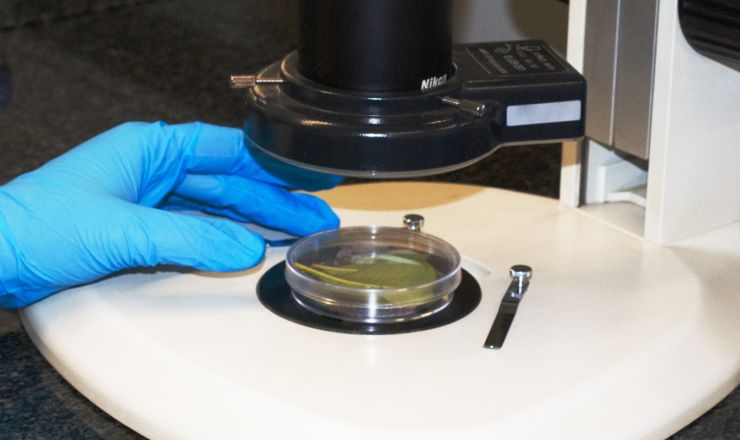 Safeguarding agricultural biosecurity through insect diagnostics