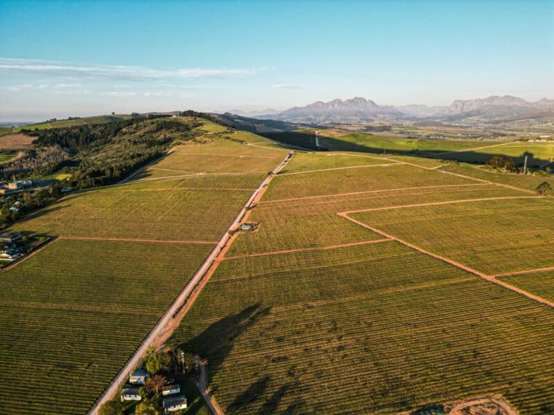 Pinotage