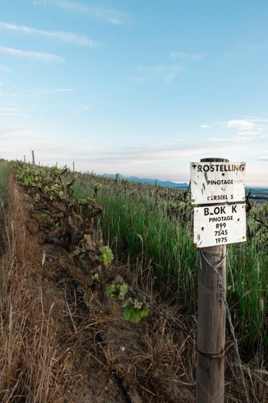 Pinotage