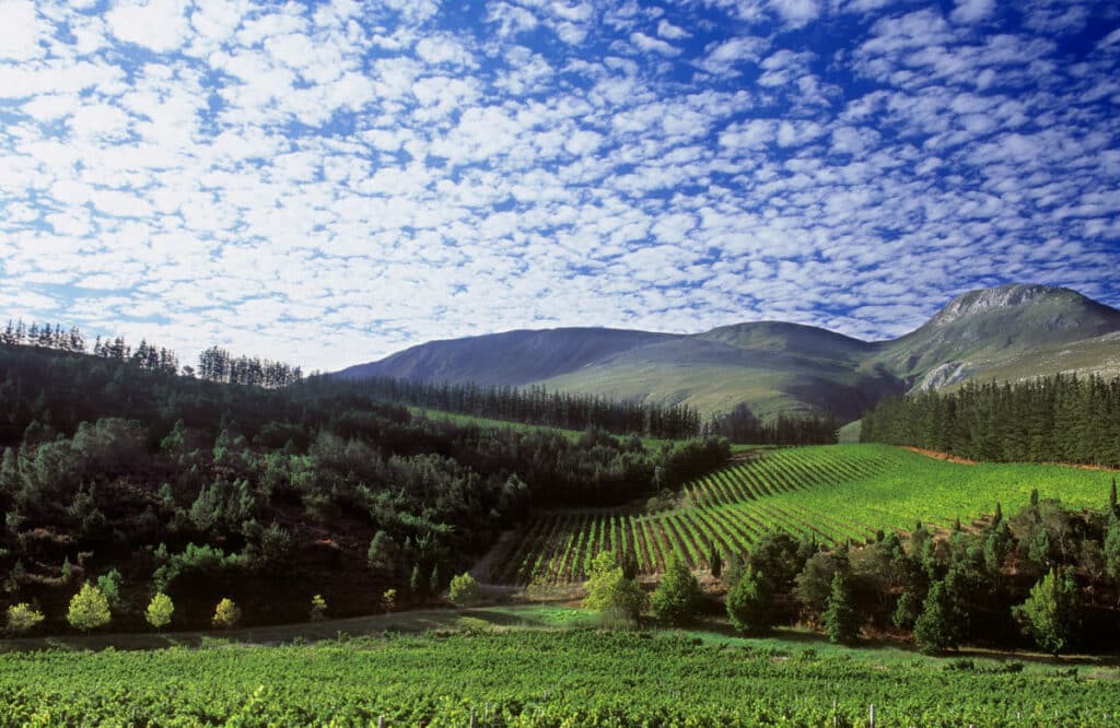Paul Cluver Family Vineyards
