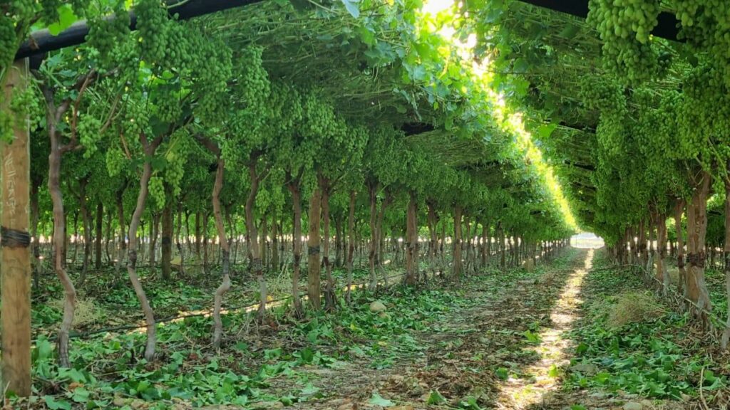 Agrico Karsten Group table grapes