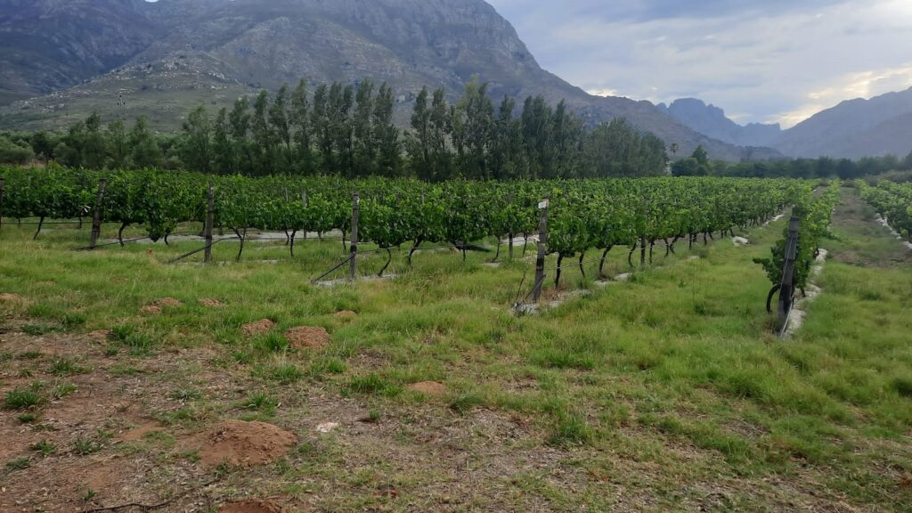 Natural wine