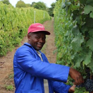 Lawrence Lebenya has lived on the farm all his life, and nobody knows its vineyards like he does.