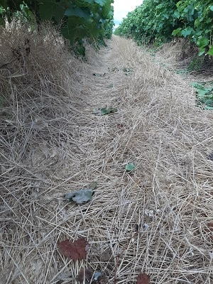 Winter weeds 3