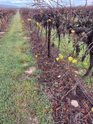 Winter weeds 5