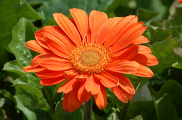 Bee 1
