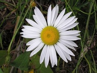 Bee 3