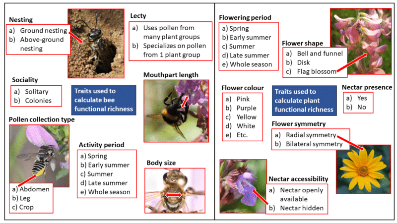 Bee 7