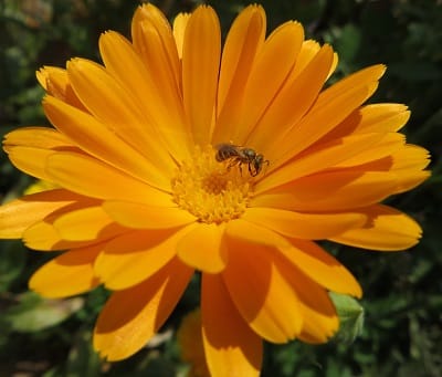 Bee 9