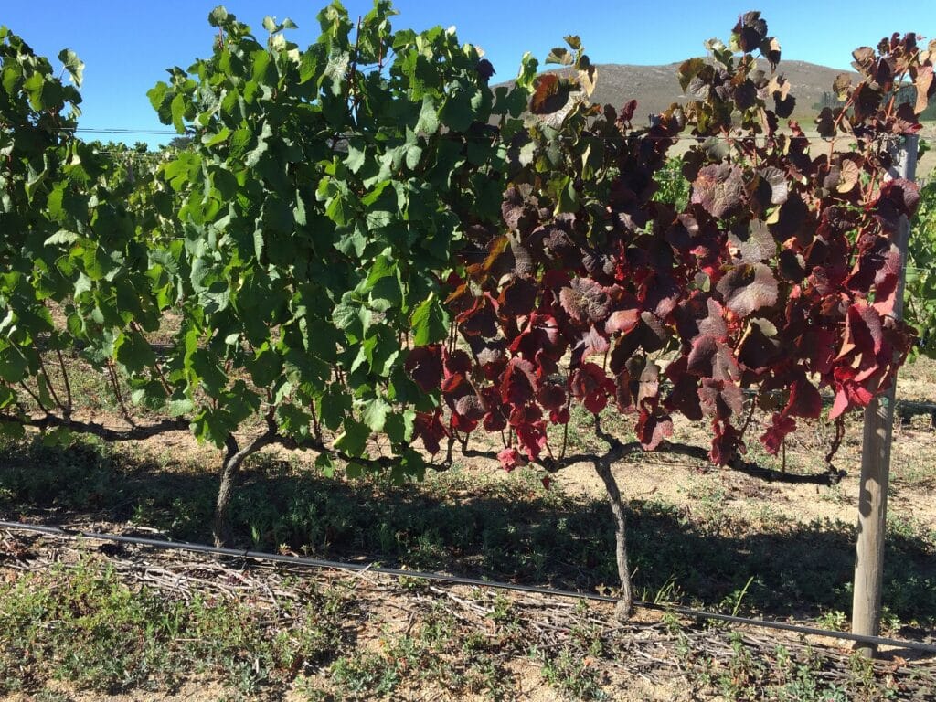 Leafroll in the vineyards - VisualViticulture