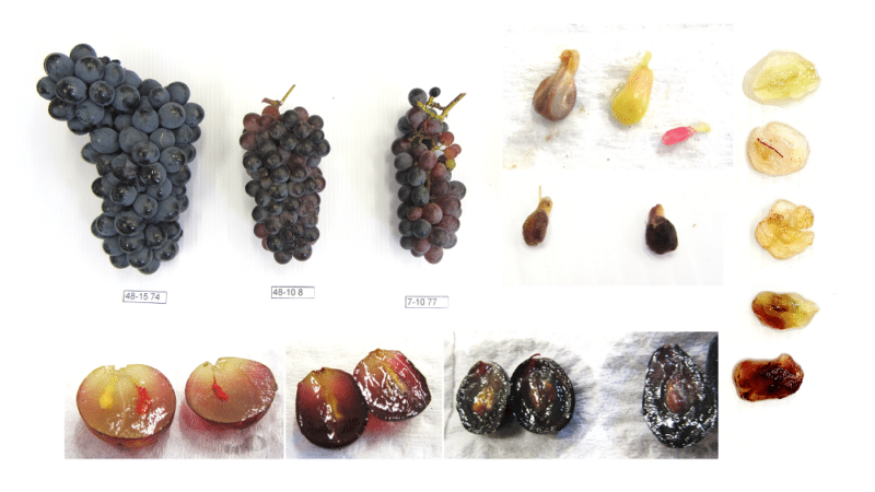 Pinotage 3