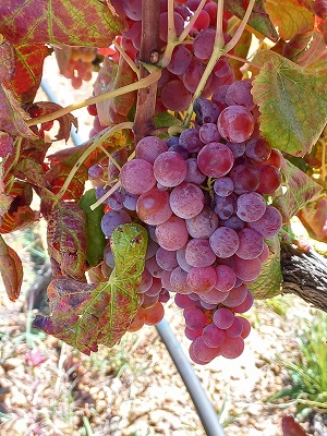 Grapevine 3