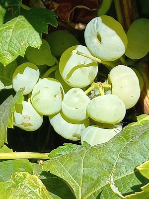 Grapevine 4