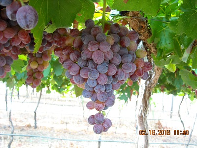 Grapevine 5