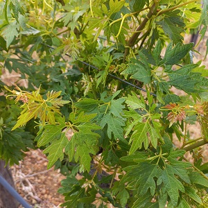 Grapevine 6