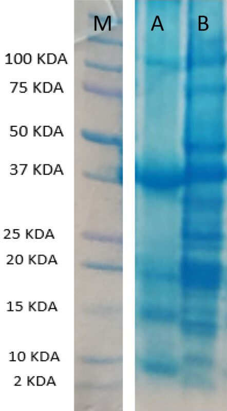 Plant-based proteins 2