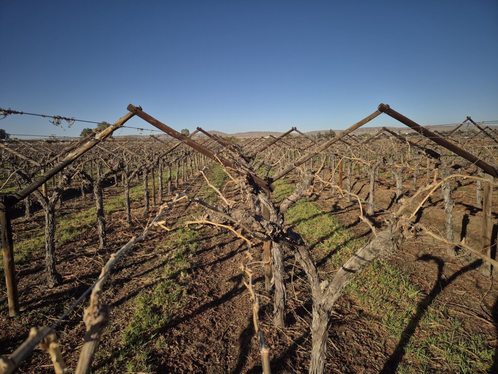 Mechanical pruning
