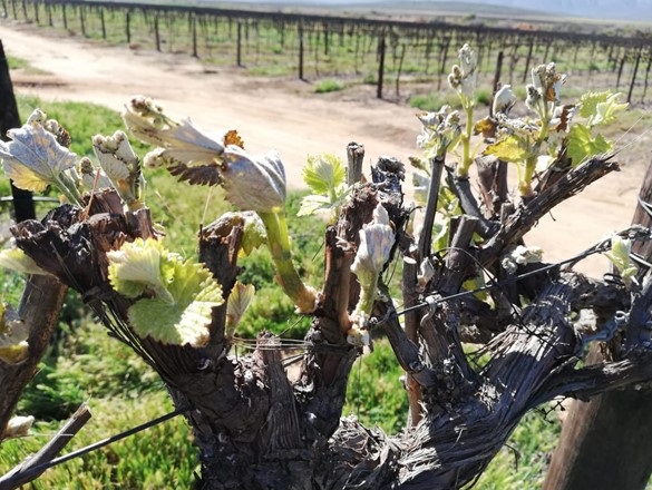 Mechanical pruning 3