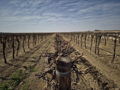 Mechanical pruning 4