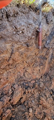Rootstock 6