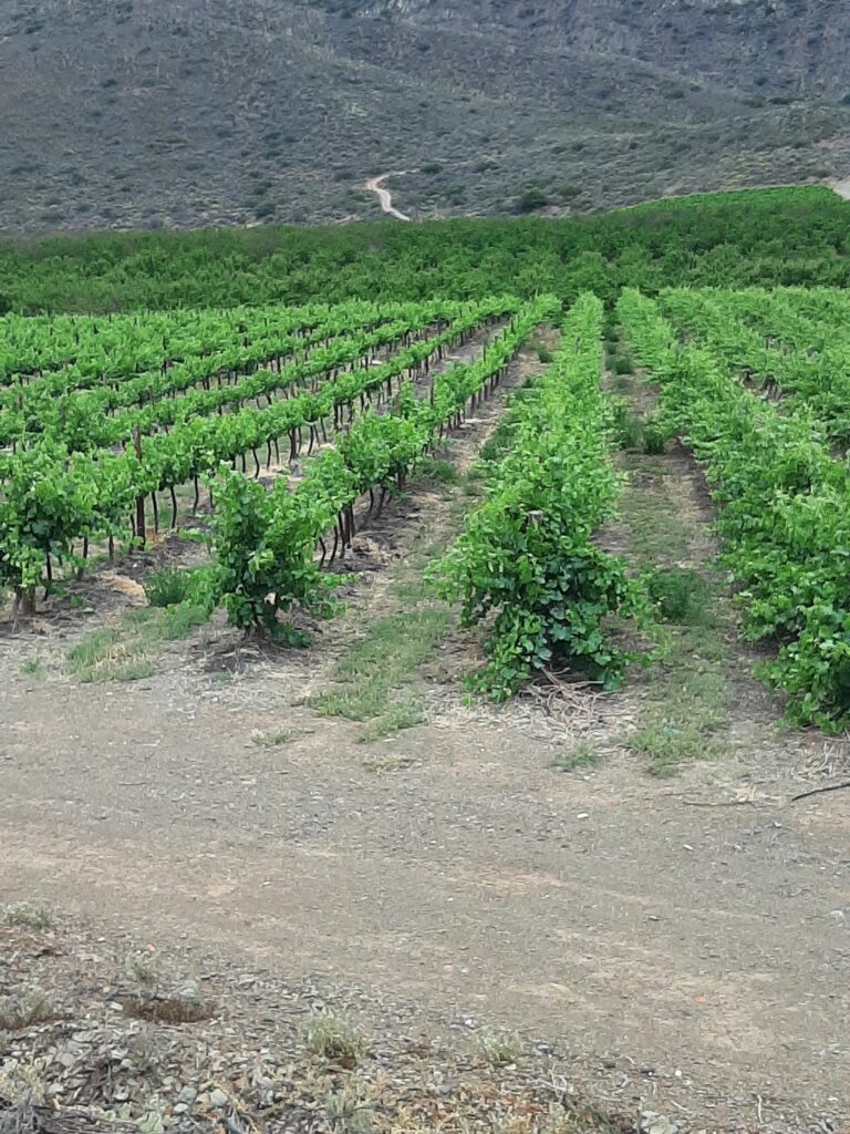 Vine