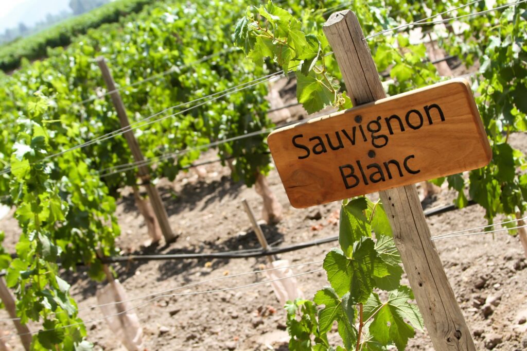 Sauvignon blanc