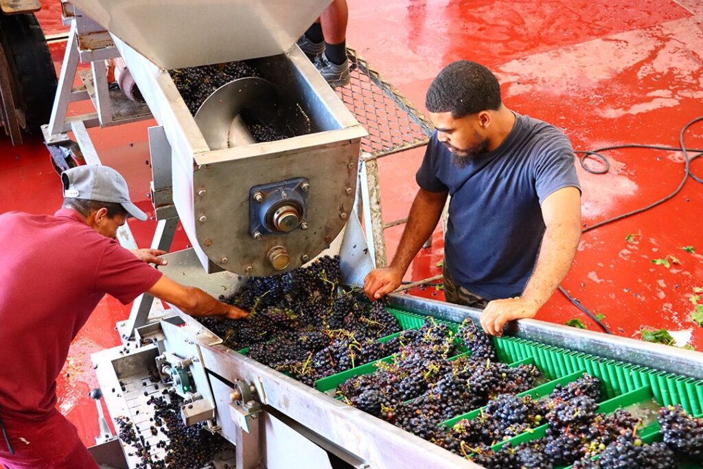 Cellar assistants